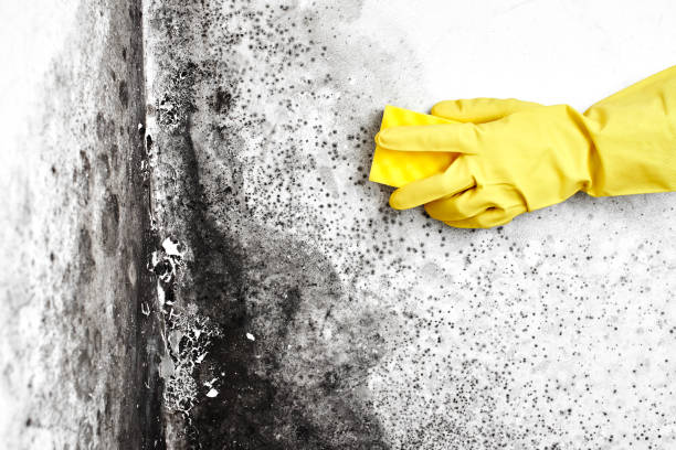 DIY Mold Remediation